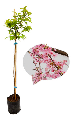 Planta Flor De Sakura Significado