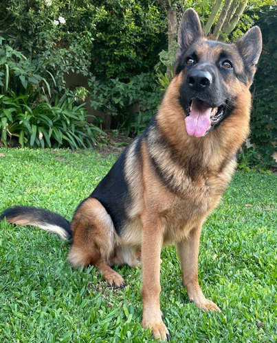 Servicio Ovejero Aleman - Busco Novia - Busco Hembra - Monta