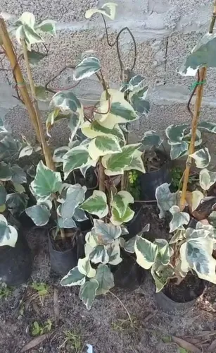 Hiedra Variegata Colgante O Trepadora, Hoja Grande. Beige