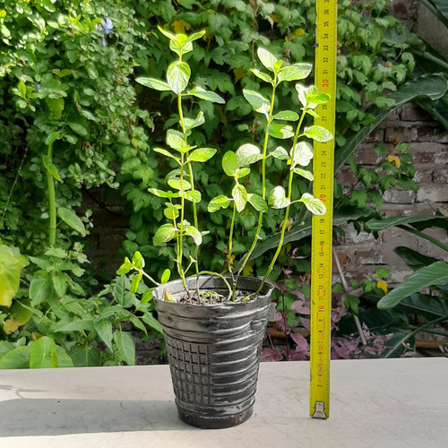 Planta De Menta Negra Aromática Moron Raíces Arco Iris