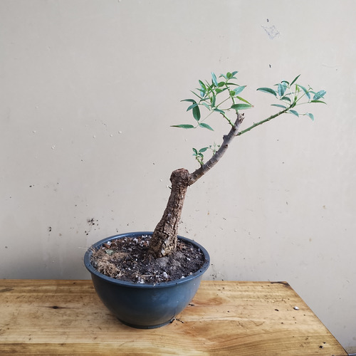 Arbolito Para Bonsai Ceibo Erythrina Crista-galli