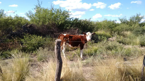 Se Vende Campo Ganadero En Mendoza, Rio Diamante. San Rafael.