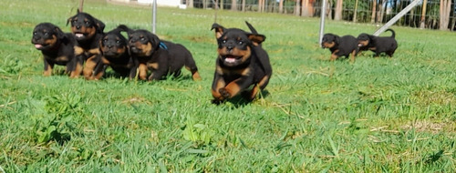 Imagen 6 de 9 de Cachorros Rottweiler Pedigree Kcu