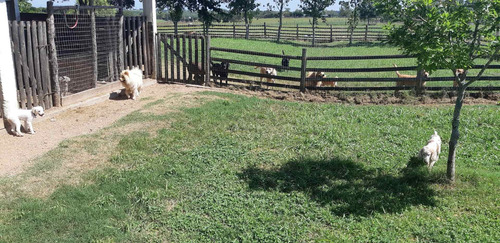 Imagen 8 de 10 de Hotel Pensionado Para Perros Guarderia