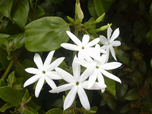 Jazmin Estrella ( Planta ) , Jasminum Multiflorum