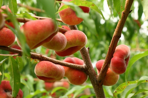 Durazno Dona Paraguayo Enano, Frutal + Semillas