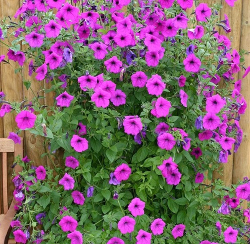 100 Semillas De Flor De Petunia Rosada