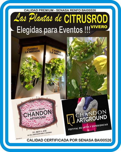 Arbol De Mango Rosado - Hermoso E.gratis Amba