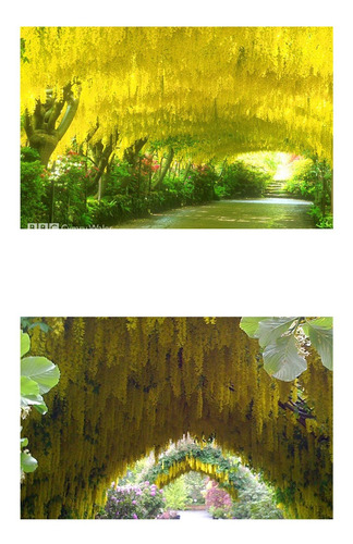 Sementes Laburnum Chuva De Ouro Wisteria Golden Chain Bonsai