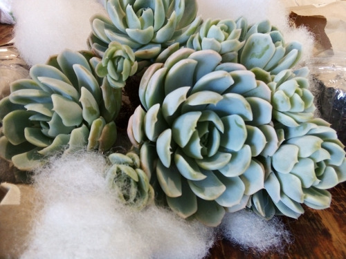 Imagen 9 de 9 de Echeveria Elegans Rosa De Alabastro - Colonia Adulta 8p