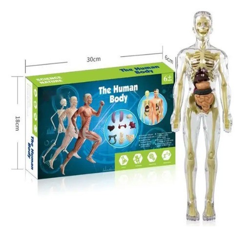 Modelo De Torso Del Cuerpo Humano Modelo De Anatomía Extraíb