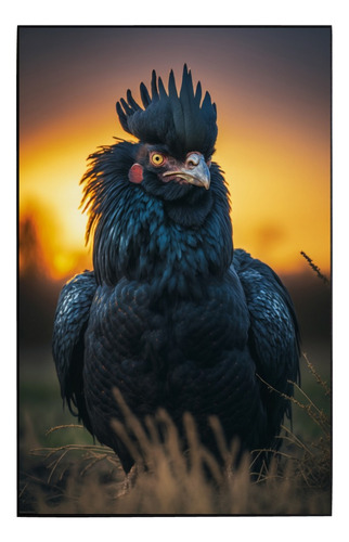 Cuadro De Colección Aves Hermosas Gallo Ayam Cemani # 4 Ch