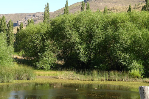 Imagen 6 de 30 de Campo En Venta Zona Alumine, Neuquén