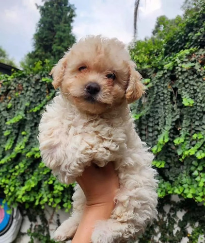 Los Más Lindos Maltipoo Para Los Niños! Unos Mimosos Para Ti