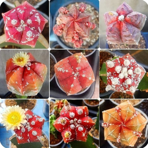 10 Semillas Astrophytum Myrio. Kohyo Red (cactus/suculentas)