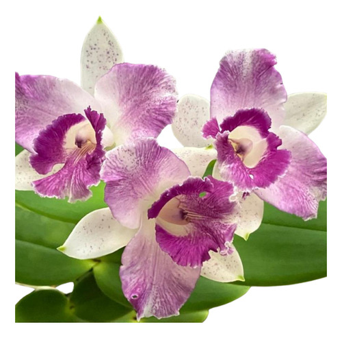 Cattleya(intermedia Coerulia X Amethystoglossa Coerulia)-1un