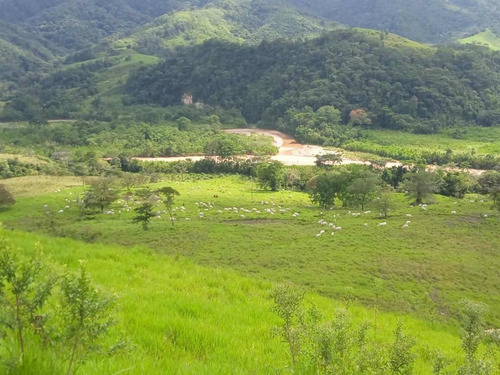 Imagen 11 de 23 de Finca Productivo En Tachira