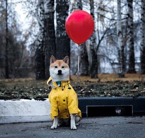 Chaqueta Impermeable Lluvia Ropa Perro Gato Mascota