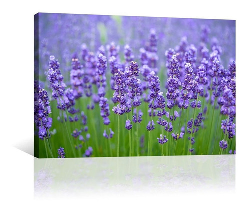 Cuadro Decorativo Naturaleza Canvas Lienzo Flores De Lavanda