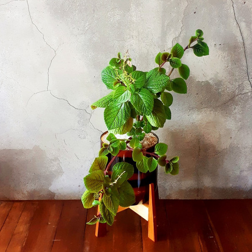 Plectranthus Ciliatus Little Terrario 16 The Little Yisus