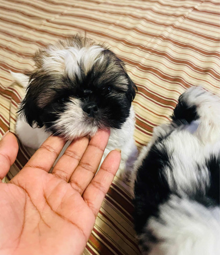 Cachorros Shithzu/ Shitzu/ Chitsu/ Shih Tzu