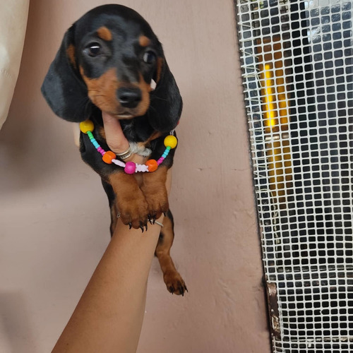 Dachshund Mini Salchicha Hembra 