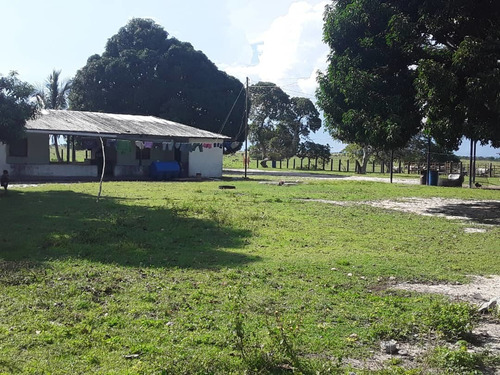 Imagen 4 de 14 de Finca En Venta - El Manteco, Estado Bolivar Fl