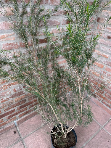 Melaleuca 1.20m Maceta 7l Cerco Vivo Cortaviento Resistente