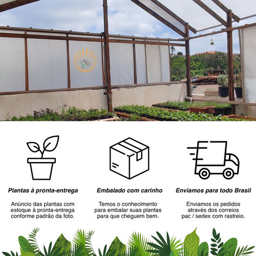 Kit 2 Muda (p) Jibóia Prateada