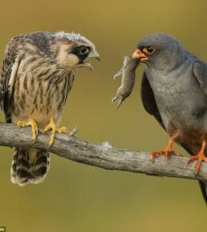 Alimento Para Aves Rapaces Congelado