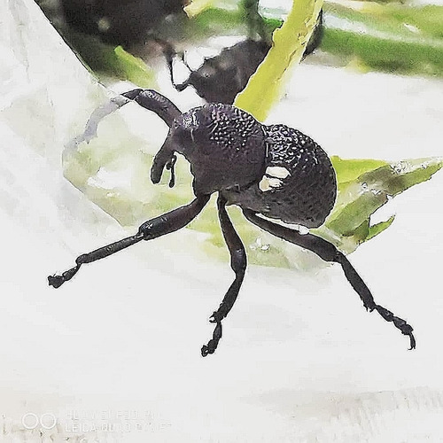 Imagen 3 de 5 de Elefantito De Orejas Blancas Rhyephenes Humeralis (criadero)