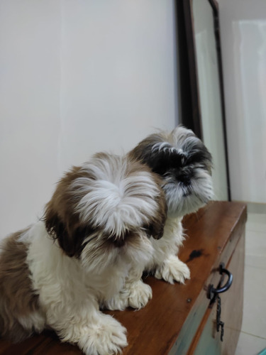 Shih Tzu Machitos Enanitos Dorado Oscuro
