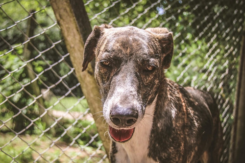 Rony, Un Atigrado Muy Bello Y Mimoso En Adopcion, Hermoso !!