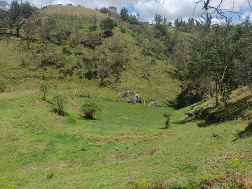 Lote Para Venta En Rionegro Sector Los Pinos (19911).