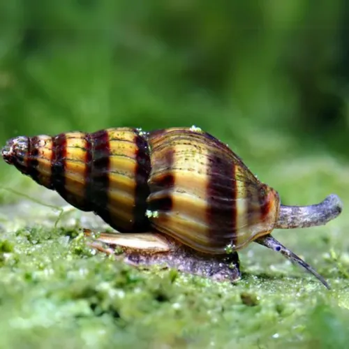 Caracol Helena (1 Unidades)