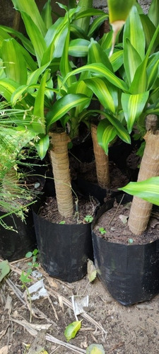 Dos Piezas Palo De Brasil Con Envío A Domicilio 