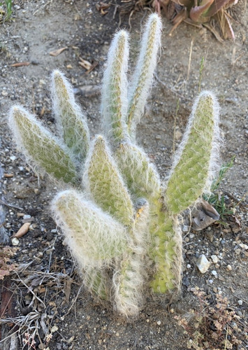 Opuntia Senilis, Nopal Viejito, Nv
