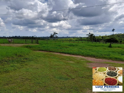 Imagem 8 de 14 de Fazenda À Venda Em Anapu - Pa - De 400 Alqueirões (pecuária) - 1661