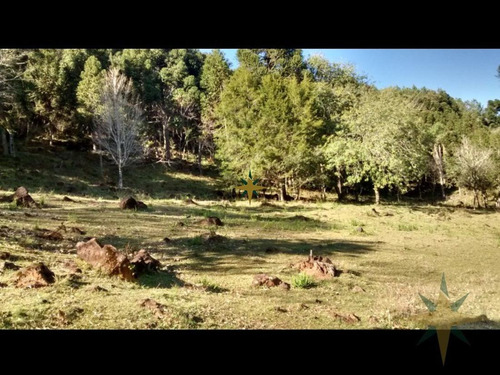 Imagem 9 de 12 de Sítio Com Excelente Localização - 484