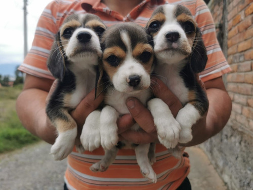 Vendo Perritos Beagle