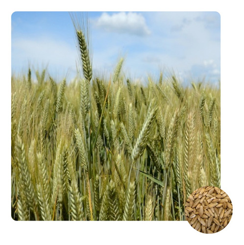 Sementes De Triticale Iac 5 Caninde - 500g