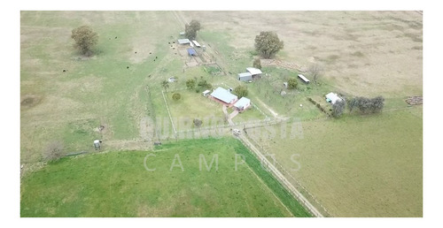 Imagen 12 de 13 de Campo Venta Las Heras Cabaña Producción Engorde Villars
