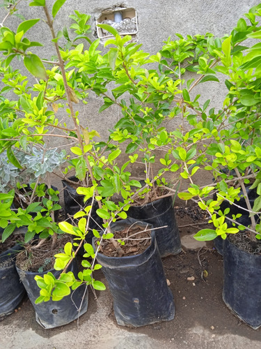 Plantas De Jardín