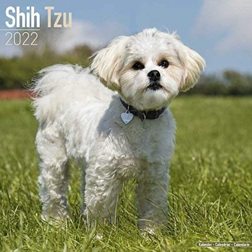 Libro: Calendario Shih Tzu Calendarios De Razas De Perros De