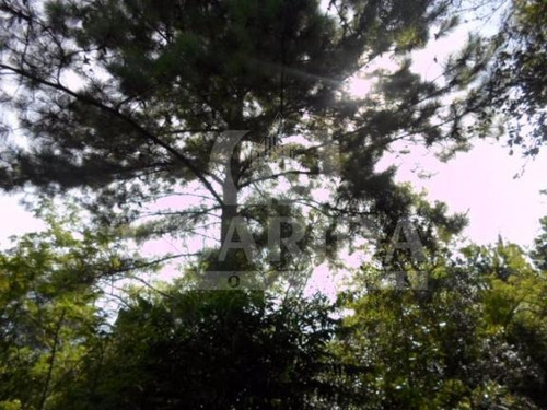 Imagem 8 de 8 de Sitio - Lami - Ref: 149462 - V-149462