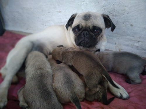 Pug Carlino Cachorros Perros