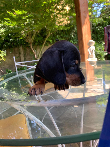 Imagen 3 de 8 de Preciosos Cachorros Salchicha Dachshund Mini