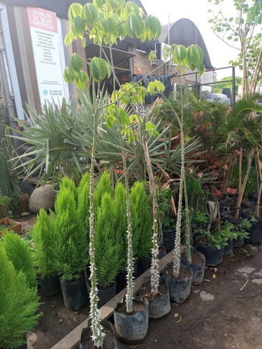 Imagen 5 de 6 de Chorisia, Palo Borracho, Árbol Botella, Arbol Rosa 10lts