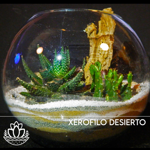 Terrario Xerofilo Desierto N1 En Fanal De Vidrio 5