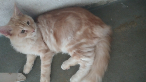 Lindo Filhote De Maine Coon Macho
